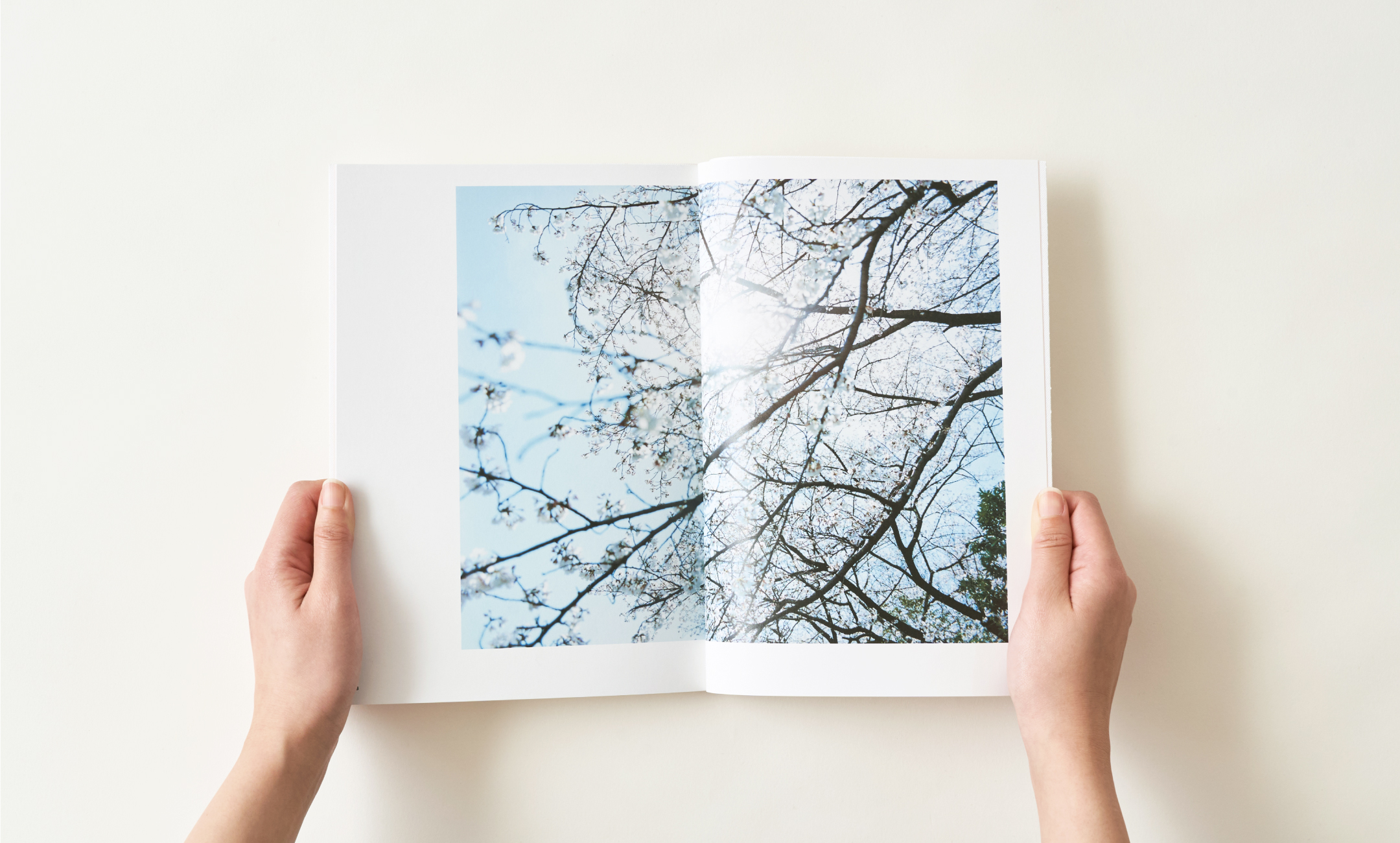 シティボーイズミックス PRESENTS 2013 『西瓜割の棒、あなたたちの春に、桜の下ではじめる準備を』